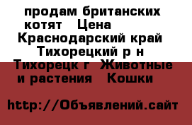 продам британских котят › Цена ­ 1 500 - Краснодарский край, Тихорецкий р-н, Тихорецк г. Животные и растения » Кошки   
